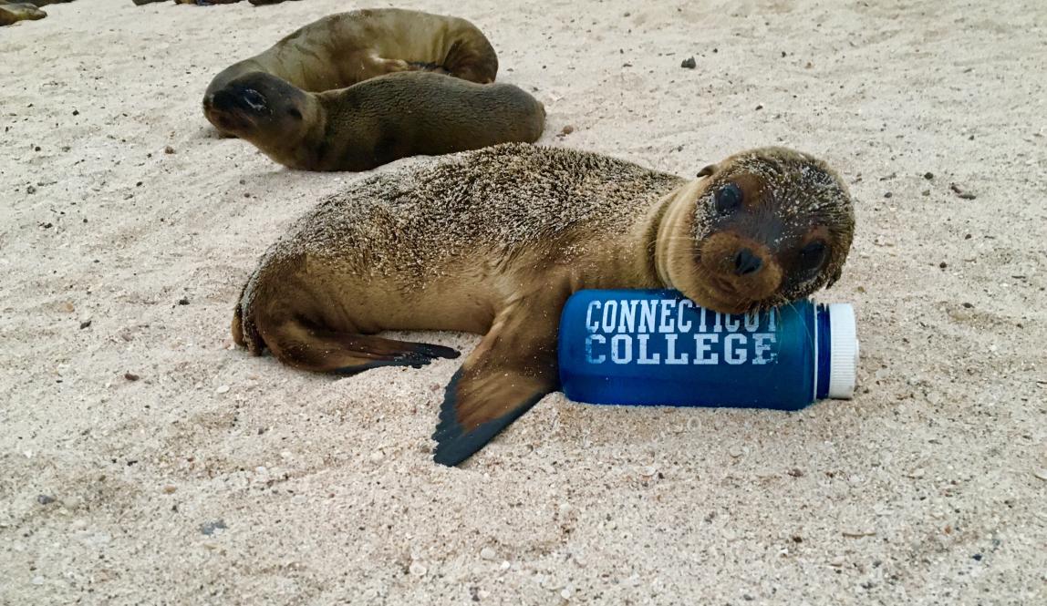 “*No animals were touched by humans in the taking of this photo* - A sea lion pup reps Connecticut College!” By Maddie Q. • Connecticut College, Fall 2017 Photo Contest Winner
