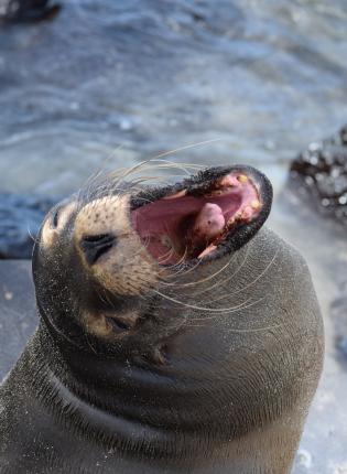 a sealion yawning on the beach