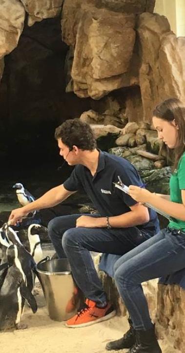 a student intern checks in with the penguins at her internship
