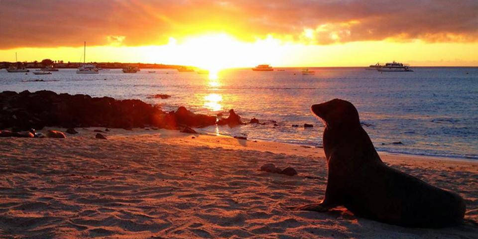 a sealion sitting on the beach at sunset