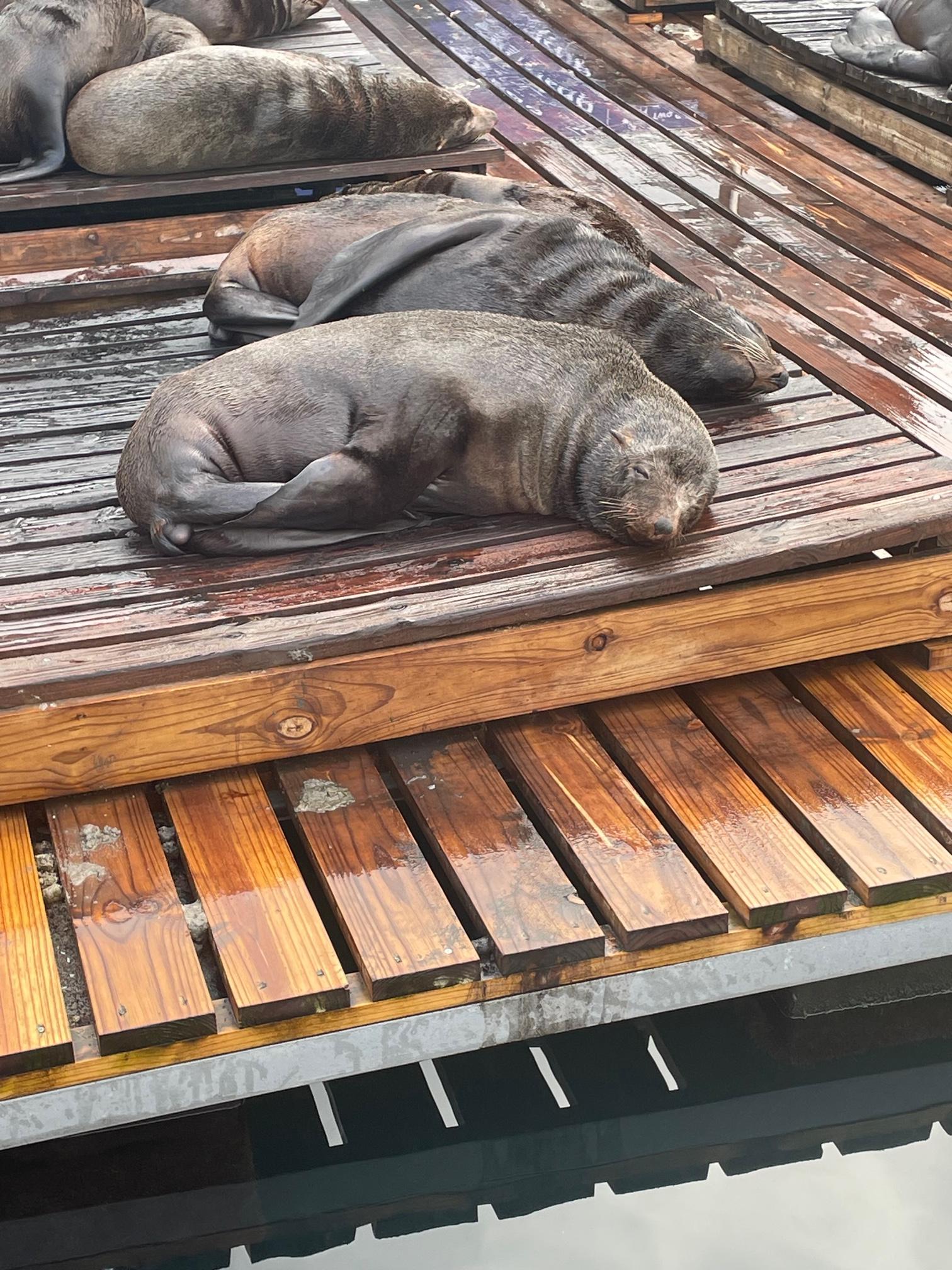 seals lounging on a platform by the waterfront