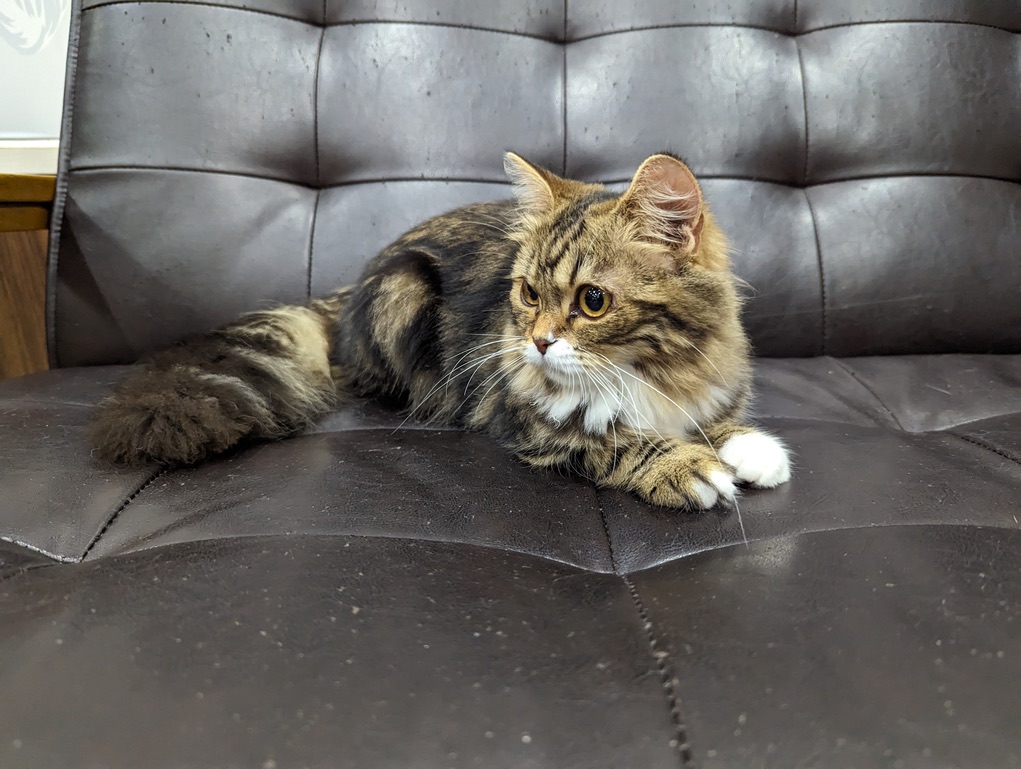 one of the cats in the cat cafe