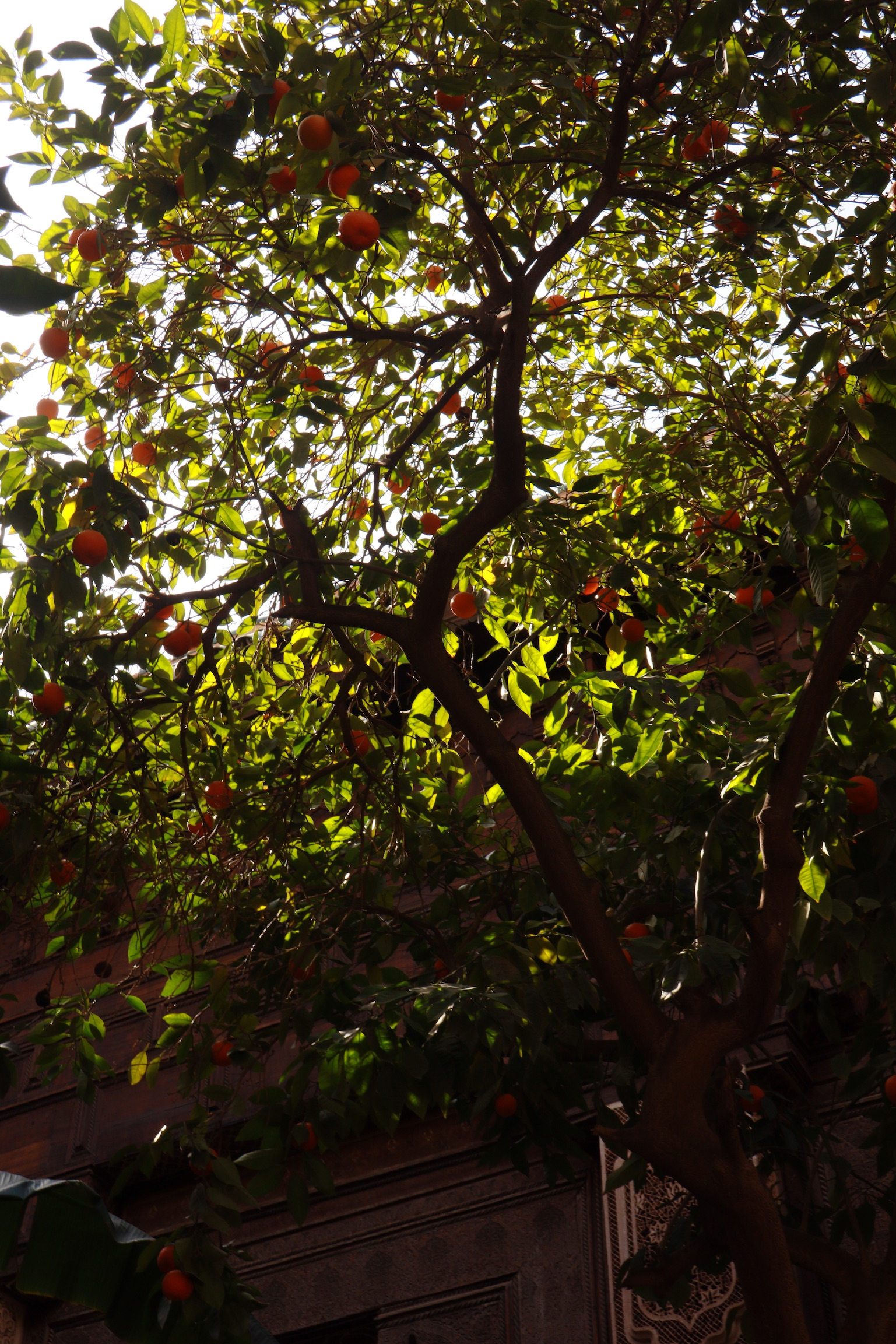 orange tree