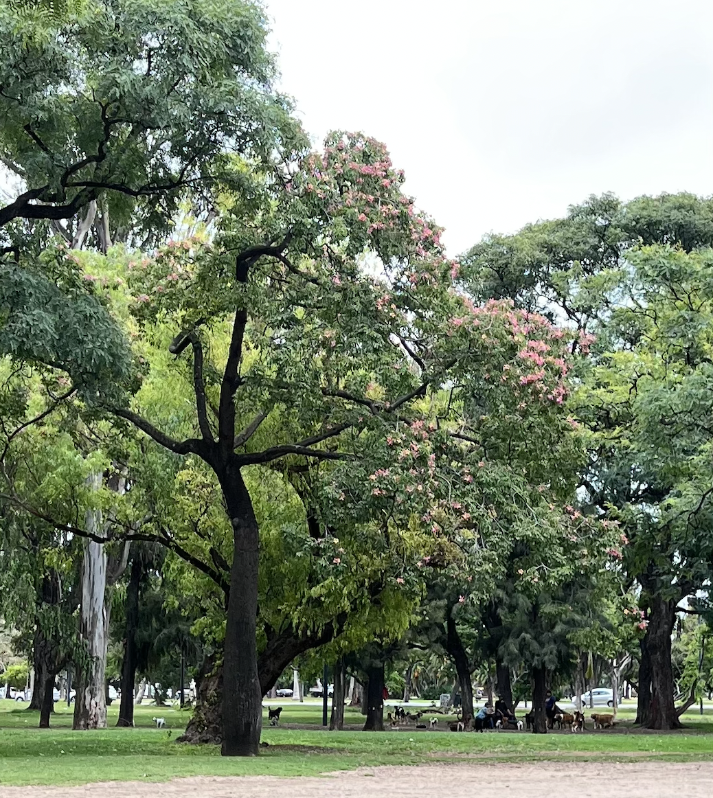 Various dogs gathering at a nearby park