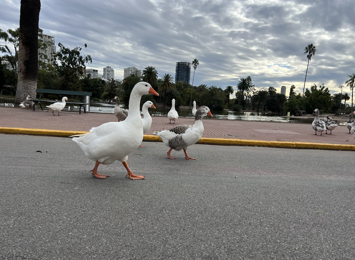 Ducks at a park