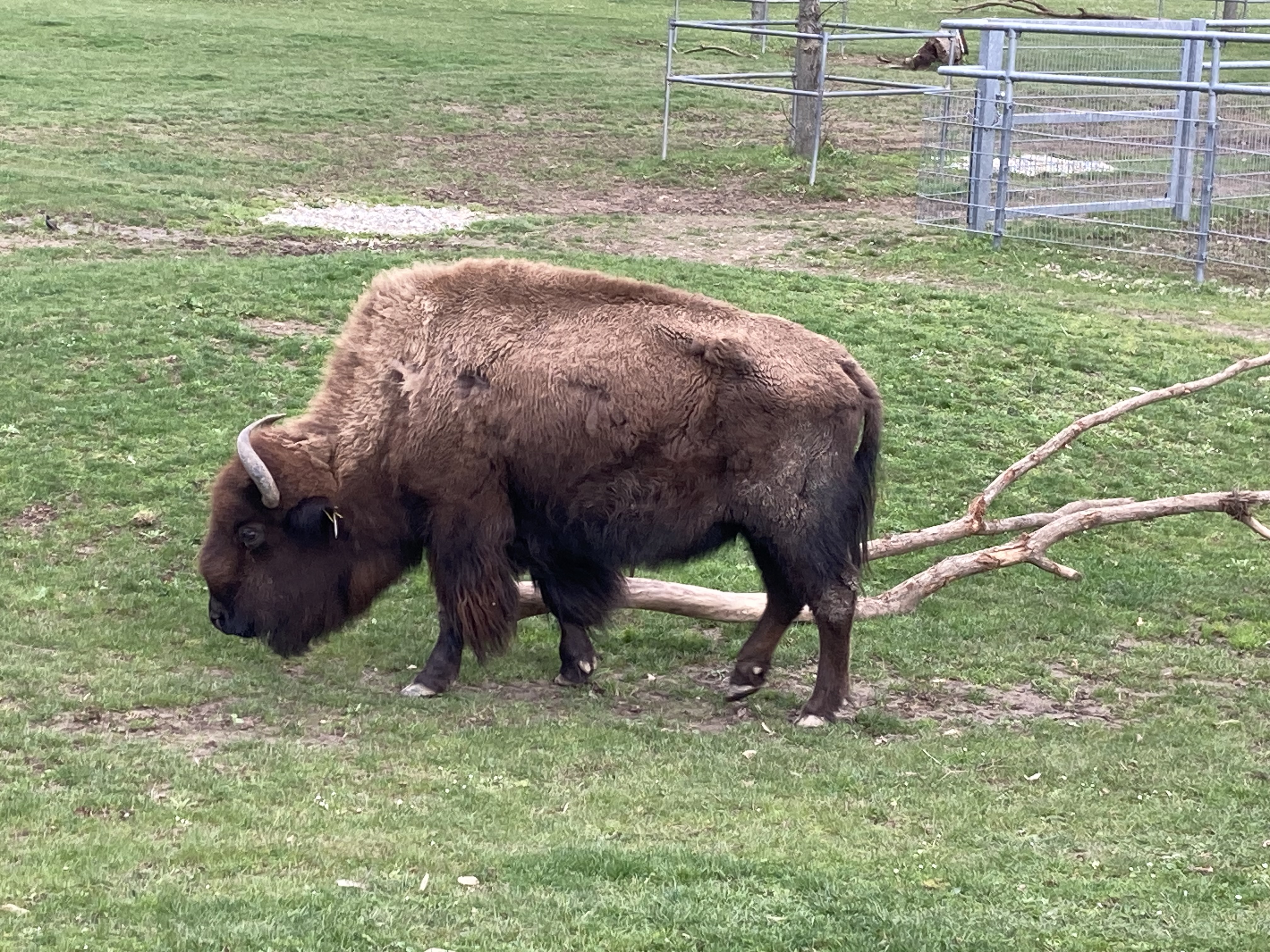 Bison 