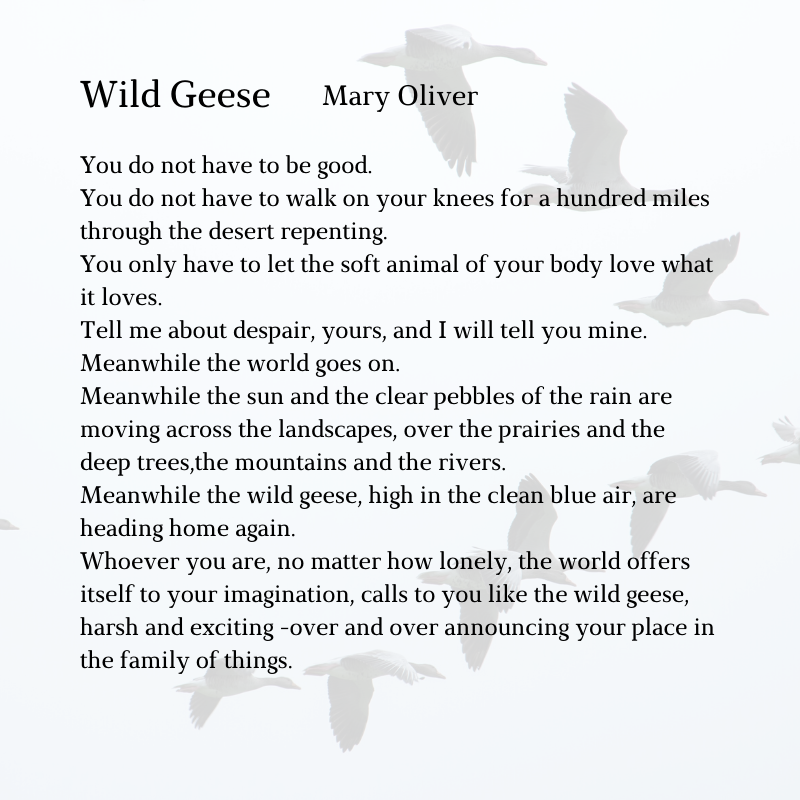 “You do not have to be good. You do not have to walk on your knees For a hundred miles through the desert, repenting. You only have to let the soft animal of your body love what it loves. Tell me about your despair, yours, and I will tell you mine. Meanwhile the world goes on. Meanwhile the sun and the clear pebbles of the rain are moving across the landscapes, over the prairies and the deep trees, the mountains and the rivers. Meanwhile the wild geese, high in the clean blue air, are heading home again. Wh