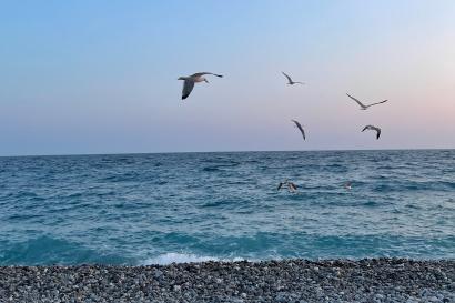 seagulls flying around the beach in Nice at sunset