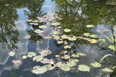looking at a pond with water lilies floating on the surface; various green plants and flowers can be seen around the pond on a bright and sunny day