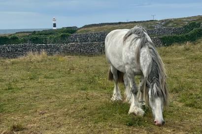 A horse in the foreground of green grass with a lighthouse in the distance 