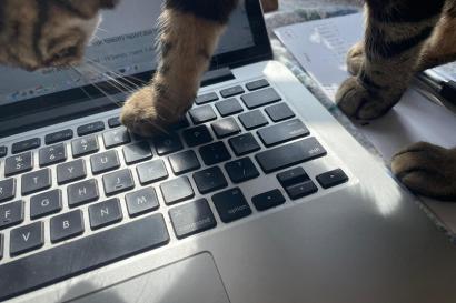 cat on keyboard