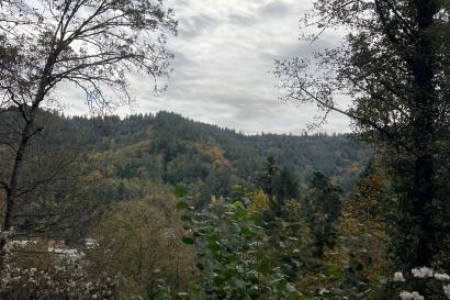 A picture of the trees, mountains, and sky surrounding a path in the Black Forest. 