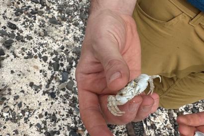 Man holding little white crab on sandy beach