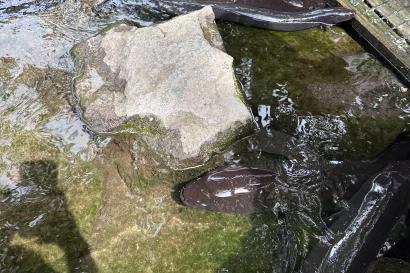 Eels in water being fed 