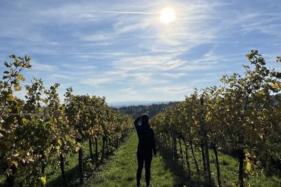 A picture of Vienna vineyards and a silhouette against the sun