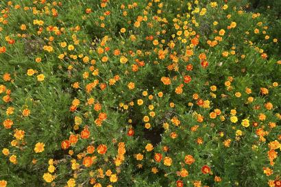 Orange flowers in a field of green, from the perspective of someone standing above them.