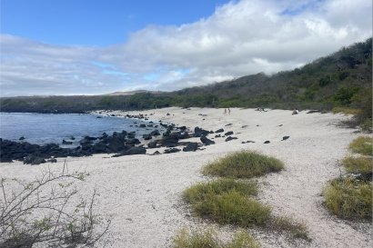 Picture of sandy beach with green brush, and water with rocks along one edge. 