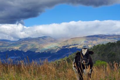 Cow standing in a field with mountains and a rainbow in the background.