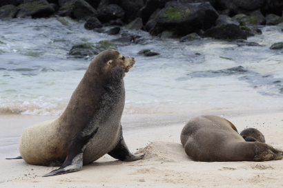 A male sea lion guarding a sleeping female and pup sea lion