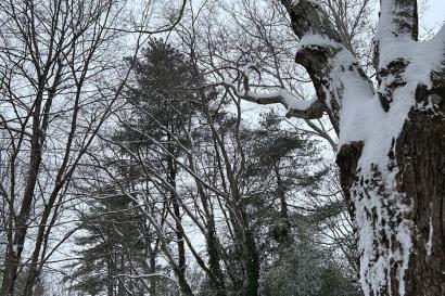 A look up at trees with snow dusted over them following a snowstorm seen on a walk around my neighborhood.