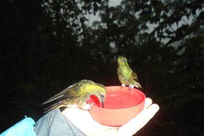 Two hummingbirds sitting on a bowl of sugar water in somebody's hand.