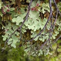 A close up view of some bright green moss and feathery lichen. 