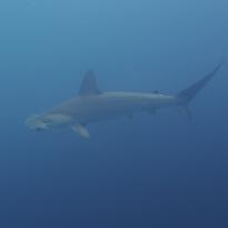 Cool Hammerhead picture from one of our dives!