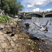Coypus and pigeons on the Charles river 