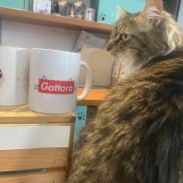 A cat sits next to a mug labeled "Gattara"