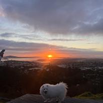 A white dog stands in front of a sunrise. The sky shows a bright orange dot and dark clouds.