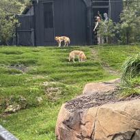 Two dingos at the zoo