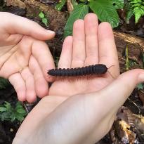 A grey-brown millipede sitting in someone's hand.