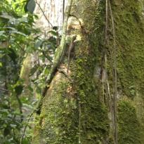 A small anole lizard climbing a strangler fig tree.