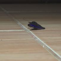A royal blue butterfly sitting on a hardwood floor