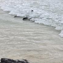 A trio of young sea lions body-surfing in the waves