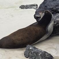 A large sea lion resting in the sand with his head against a lava rock