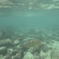 A large orange fish with white stripes swimming in shallow water