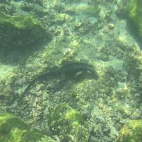 A black marine iguana eating algae on the seafloor