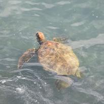 An orange-colored turtle surfacing for air