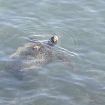 A blackish greenish turtle surfacing to breathe. He has a peach-colored conch shell attached to his shell.