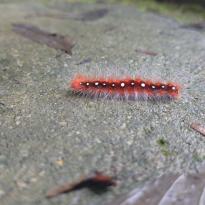 An orange caterpillar