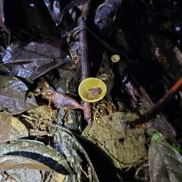 A small frog sitting inside a wineglass mushroom