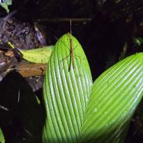 A brown stick bug sitting on a large green leaf.