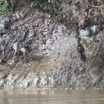 A small deer standing on a muddy riverbank