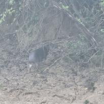 A tapir standing on a muddy riverbank