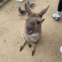 A kangaroo looking into the camera.
