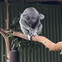 A koala sleeping on a branch at the zoo.