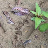 Jaguar paw print in the sand with a leafy green plant next to it. 