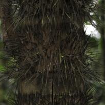 Tree trunk with spikes.