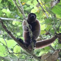 Woolly Monkey standing on a tree branch with leaf foliage in the background. 